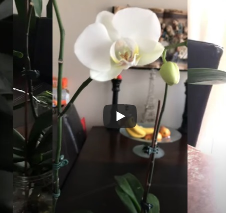 19 cura orchidee