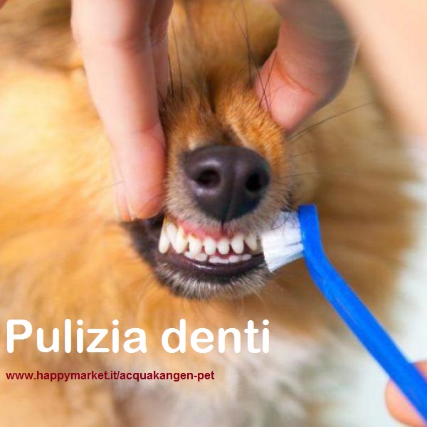 pulire i denti al cane